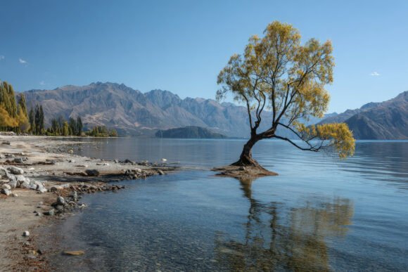 Download Tree with Mountains Background Wallpaper - Premium Resources
